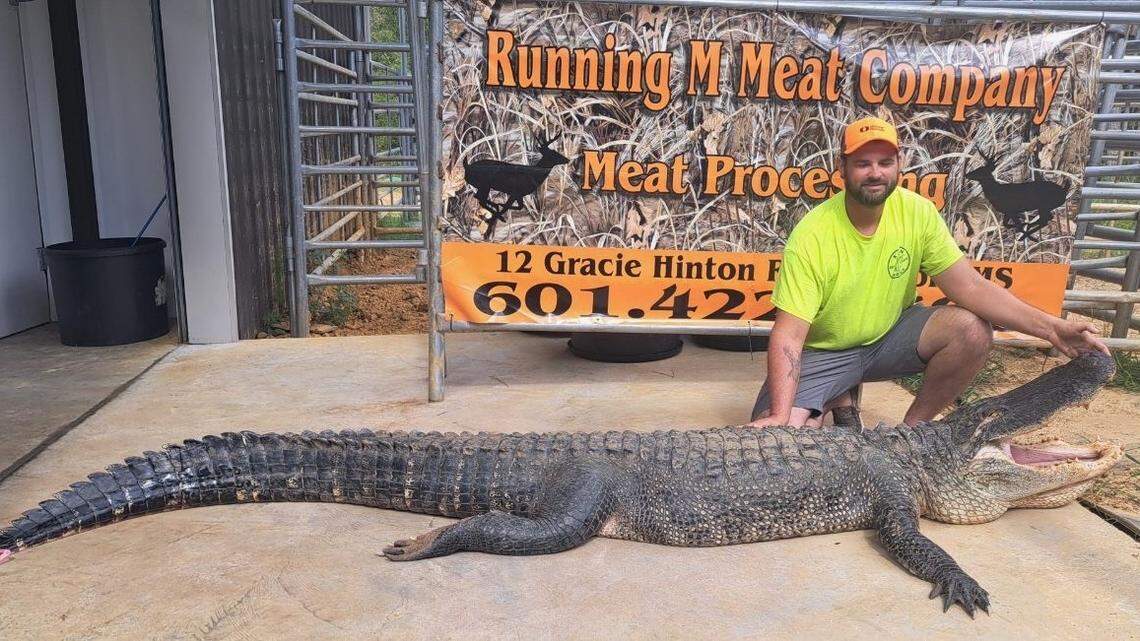 Longest, heaviest female gator in state history taken in South Mississippi, MDWFP confirms