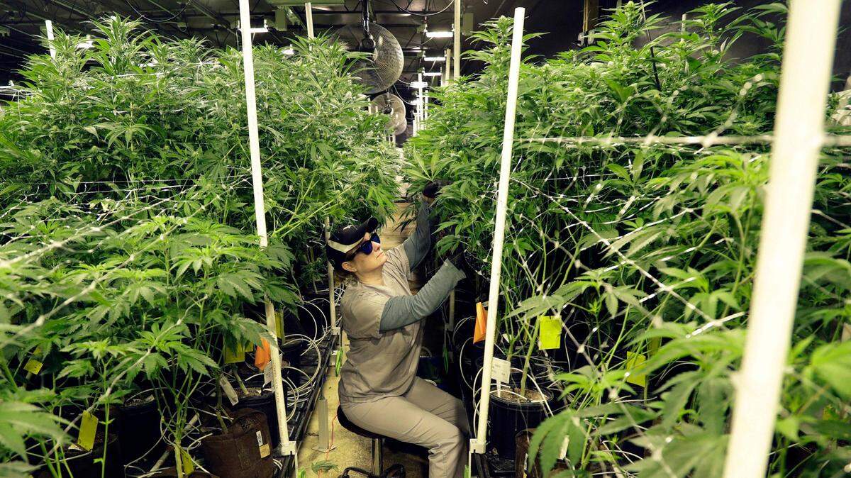 In this March 22, 2019, file photo, Heather Randazzo, a grow employee at Compassionate Care Foundation’s medical marijuana dispensary, trims leaves off marijuana plants in the company’s grow house in Egg Harbor Township, N.J. This week, the largest medical marijuana grower licensed in MS fledgling program had to destroy about $1 million worth of plants, officials say.