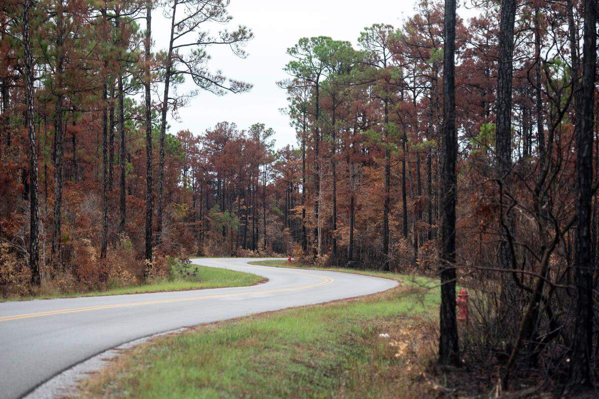 Burned trees line Bayou Talla Road in Jackson County on Friday, Aug. 30, 2024. A forest fire on Aug. 8 came very close to the nearby neighborhood of Talla Pointe.