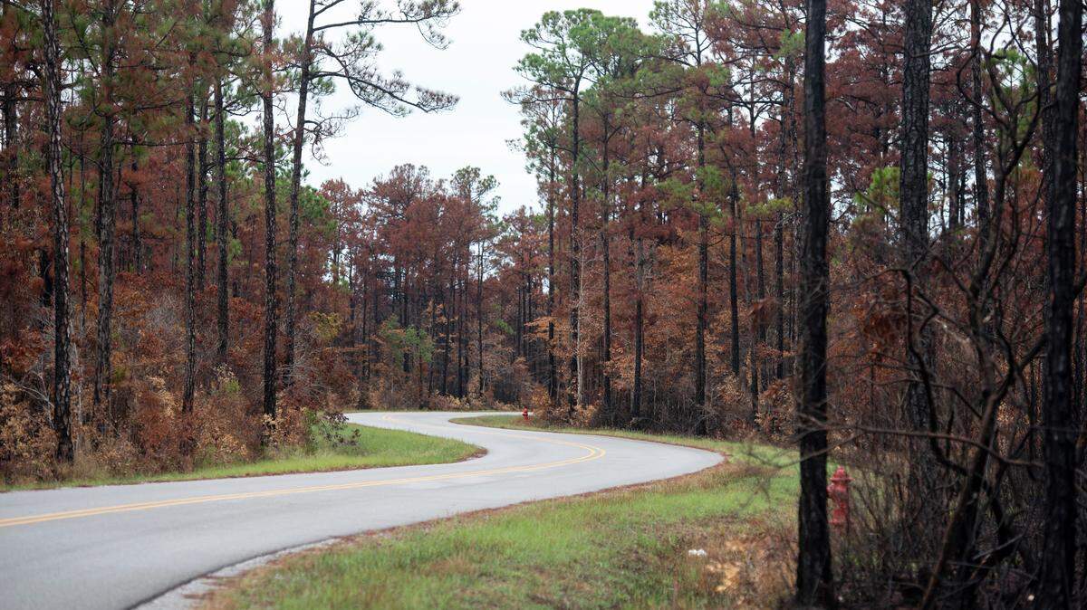 Burned trees line Bayou Talla Road in Jackson County on Friday, Aug. 30, 2024. A forest fire on Aug. 8 came very close to the nearby neighborhood of Talla Pointe.