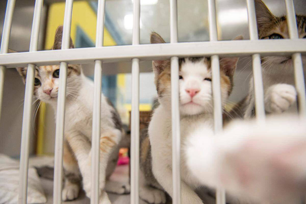 Three kittens try to paw at the camera from their kennel at the Humane Society of South Mississippi in Gulfport on Thursday, July 7, 2022.
