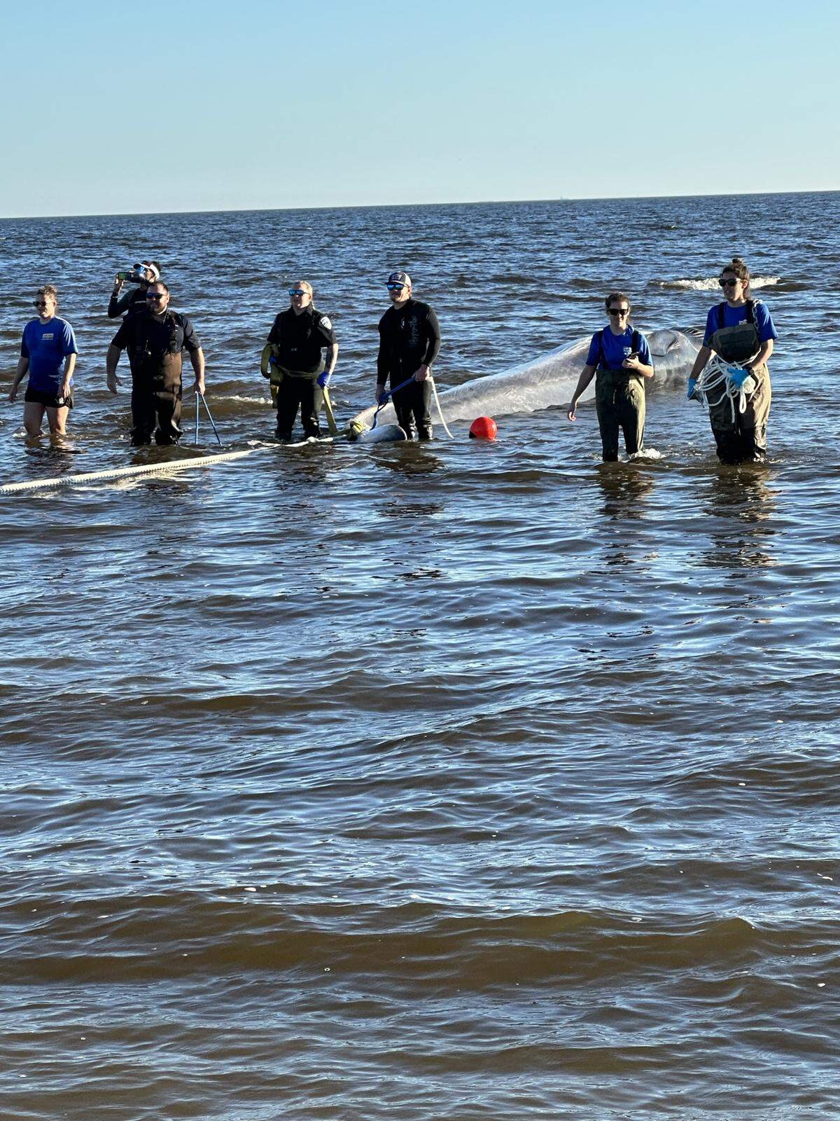 Team members standing with the fin whale carcass in the shallow ocean water where it was discovered.