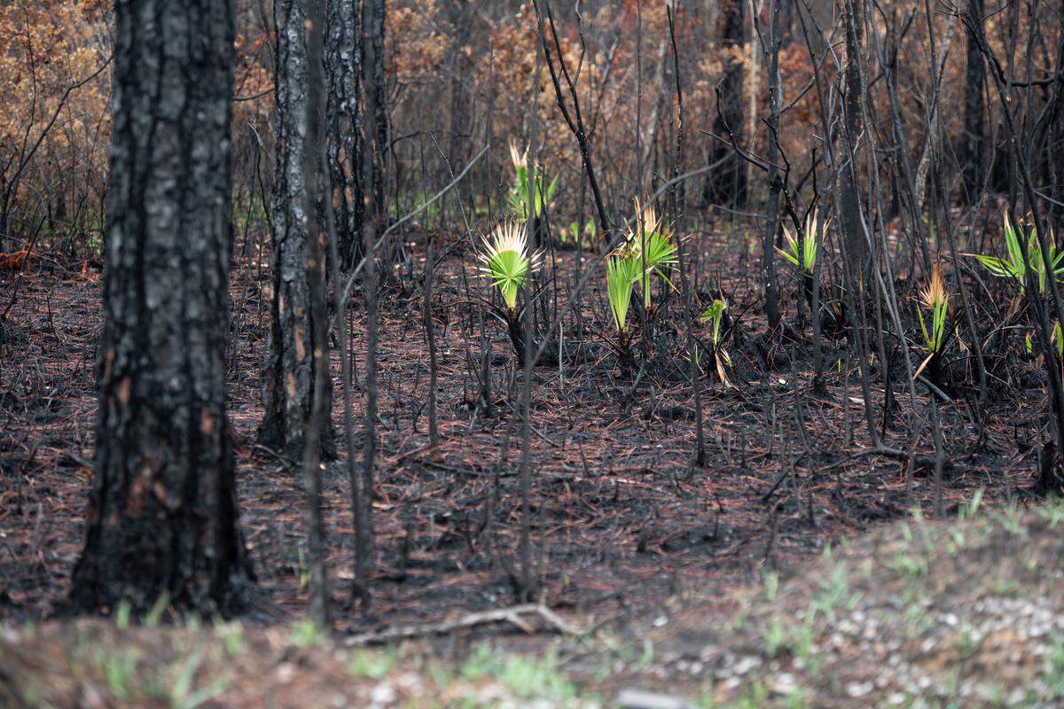Burned plants line Bayou Talla Road in Jackson County on Friday, Aug. 30, 2024. A forest fire on Aug. 8 came very close to the nearby neighborhood of Talla Pointe.