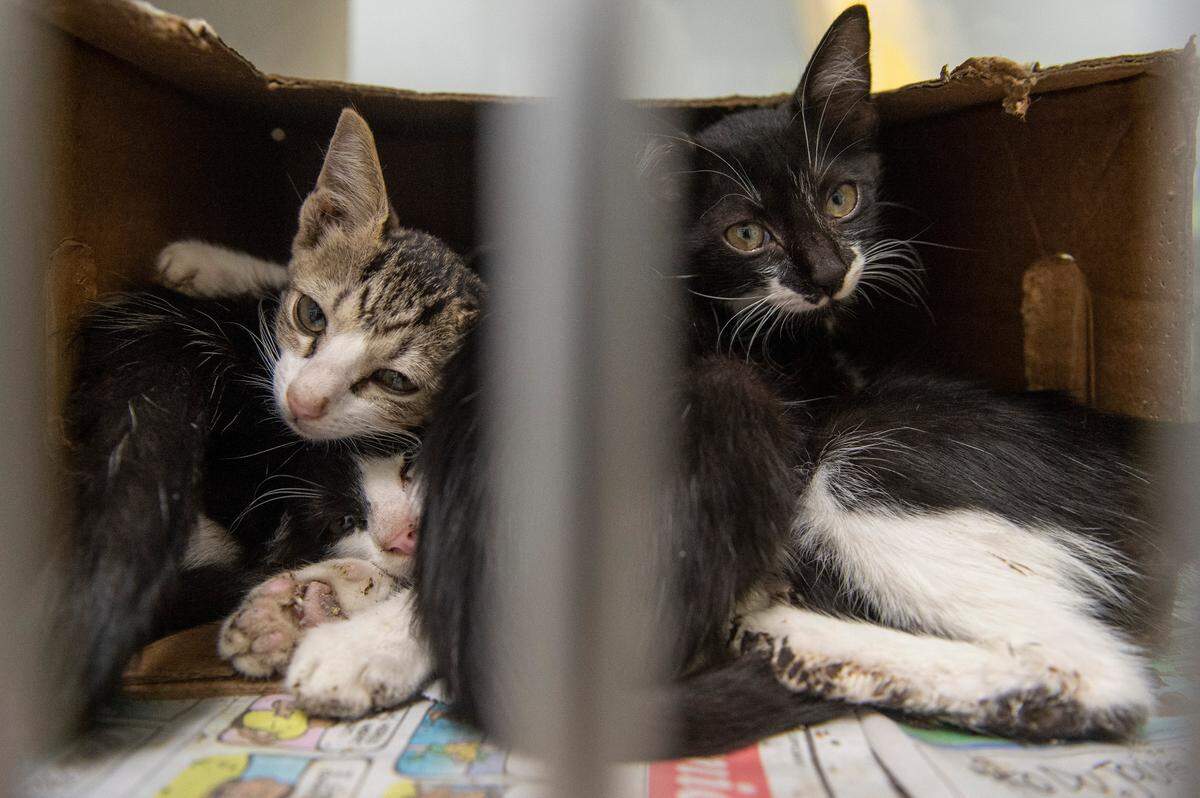 Several kittens cuddle together in a cardboard box in their kennel at the Humane Society of South Mississippi in Gulfport on Thursday, July 7, 2022.