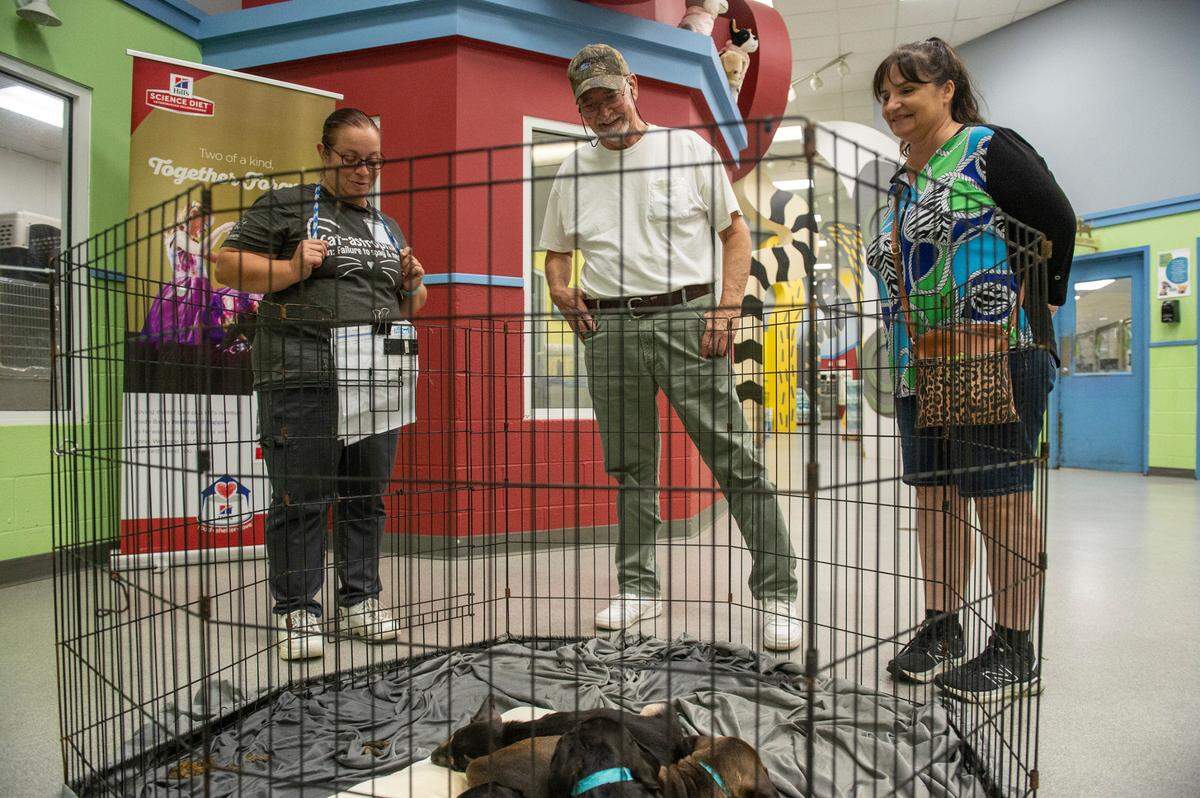 Friends Michael Nuss, center, and Lisa Lanata, right, of Pearlington, look at a group of doberman puppies with adoption counselor Sarah Bowden, left, at the Humane Society of South Mississippi in Gulfport on Thursday, July 7, 2022. Nuss, who lost his beloved dog recently, came to the shelter to start looking for a new dog to adopt.