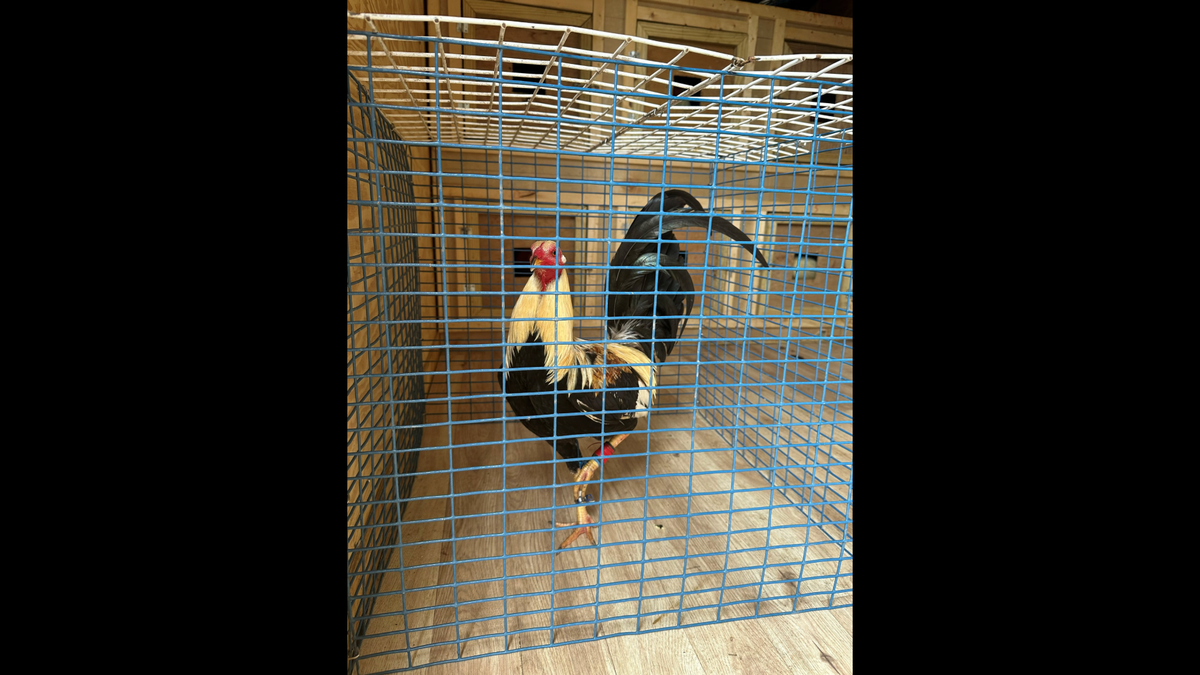 U.S. Immigration and Customs Enforcement investigated cockfighting on Saturday in Harrison County. 