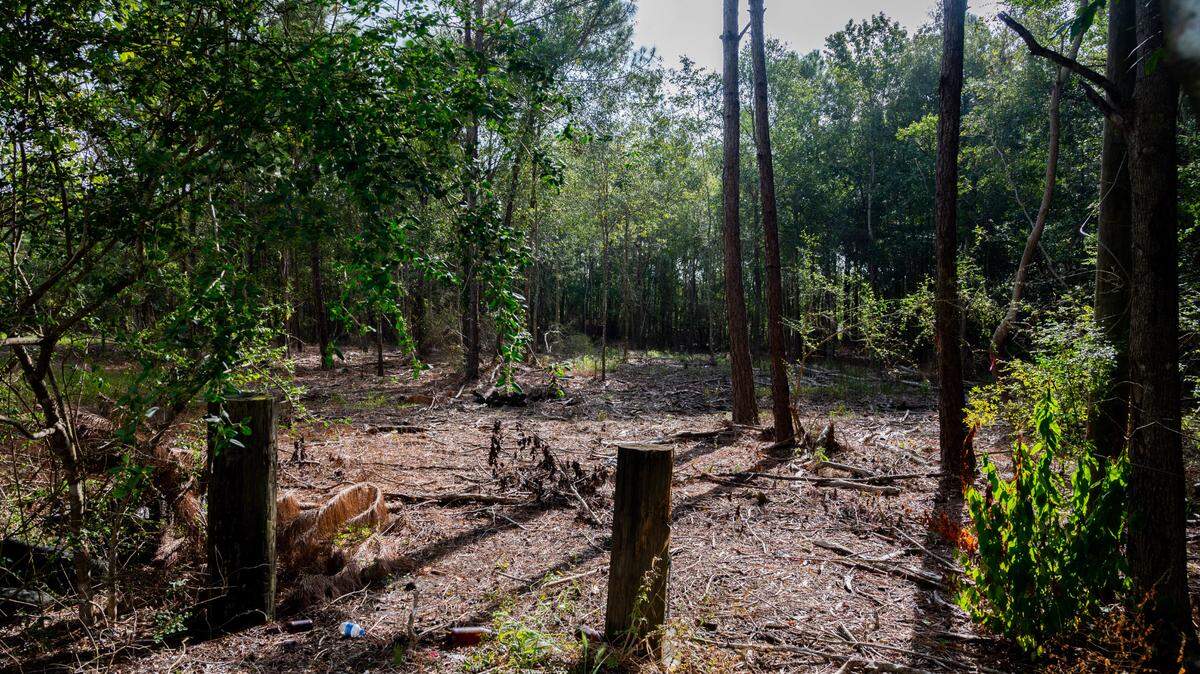 Trees have been cleared near Turkey Creek, which runs directly beside the Forest Heights community and contributes to repetitive flooding.