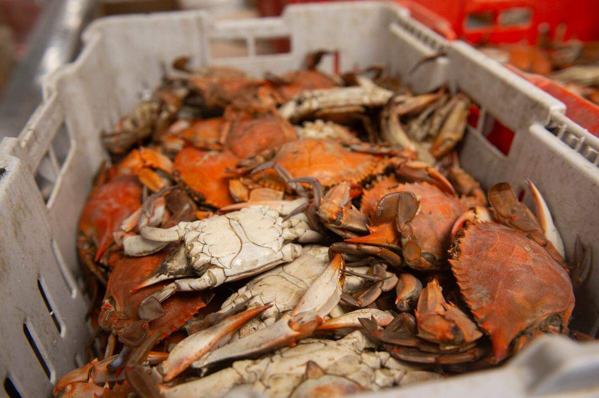 Crabs for sale at Woolmarket Grocery in Woolmarket. The new owner is licensed and catches them himself.