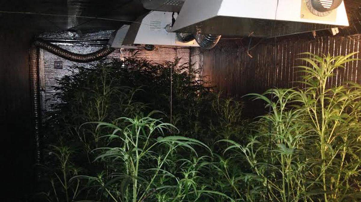 PHOTO COURTESY OF THE HARRISON COUNTY SHERIFF'S OFFICE Authorities found an elaborate marijuana grown room at a home on Hayes Road in Harrison County as part of an investigation into a golf cart theft. Two firefighters are accused in the theft.