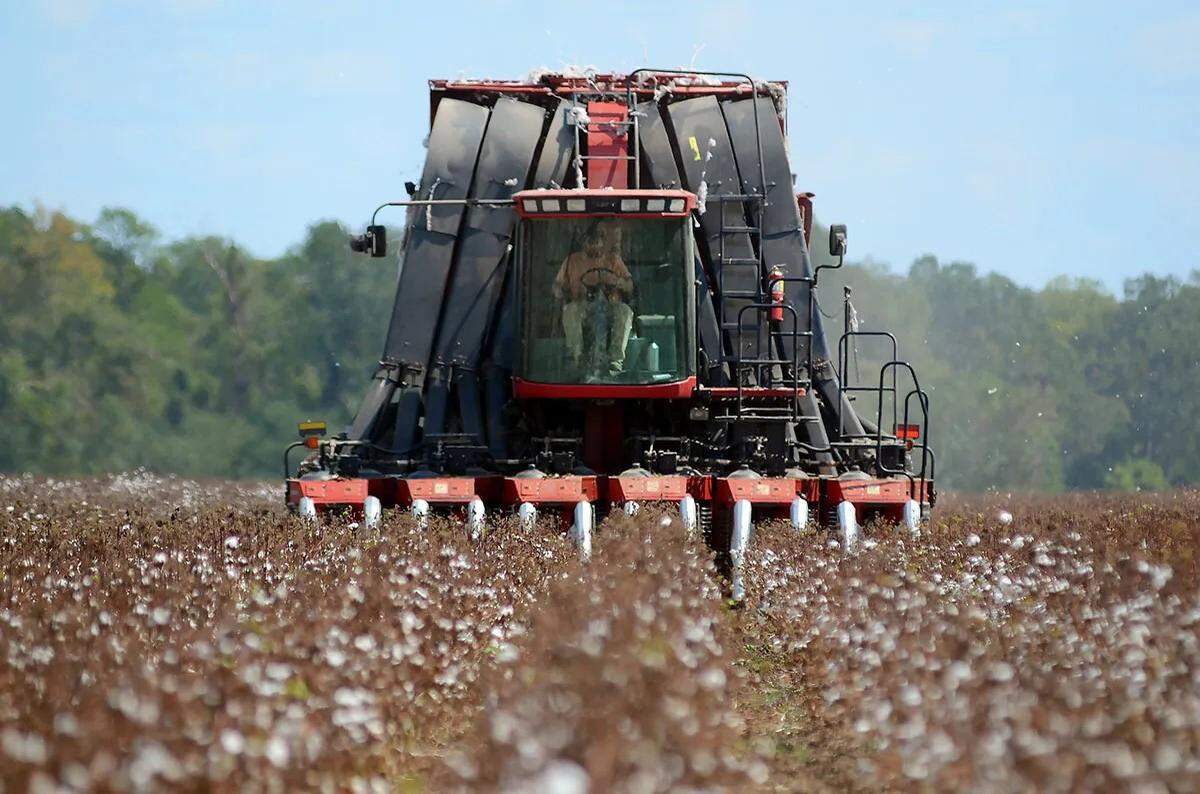 Walter West, Jr., harvests cotton at his farm in rural Hazelhurst earlier this year. Ordinarily, West’s cotton crops would look like a sea of white, but this season’s crops have been severely impacted by drought conditions