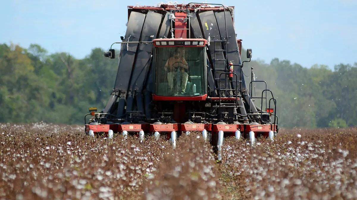 Walter West, Jr., harvests cotton at his farm in rural Hazelhurst earlier this year. Ordinarily, West’s cotton crops would look like a sea of white, but this season’s crops have been severely impacted by drought conditions