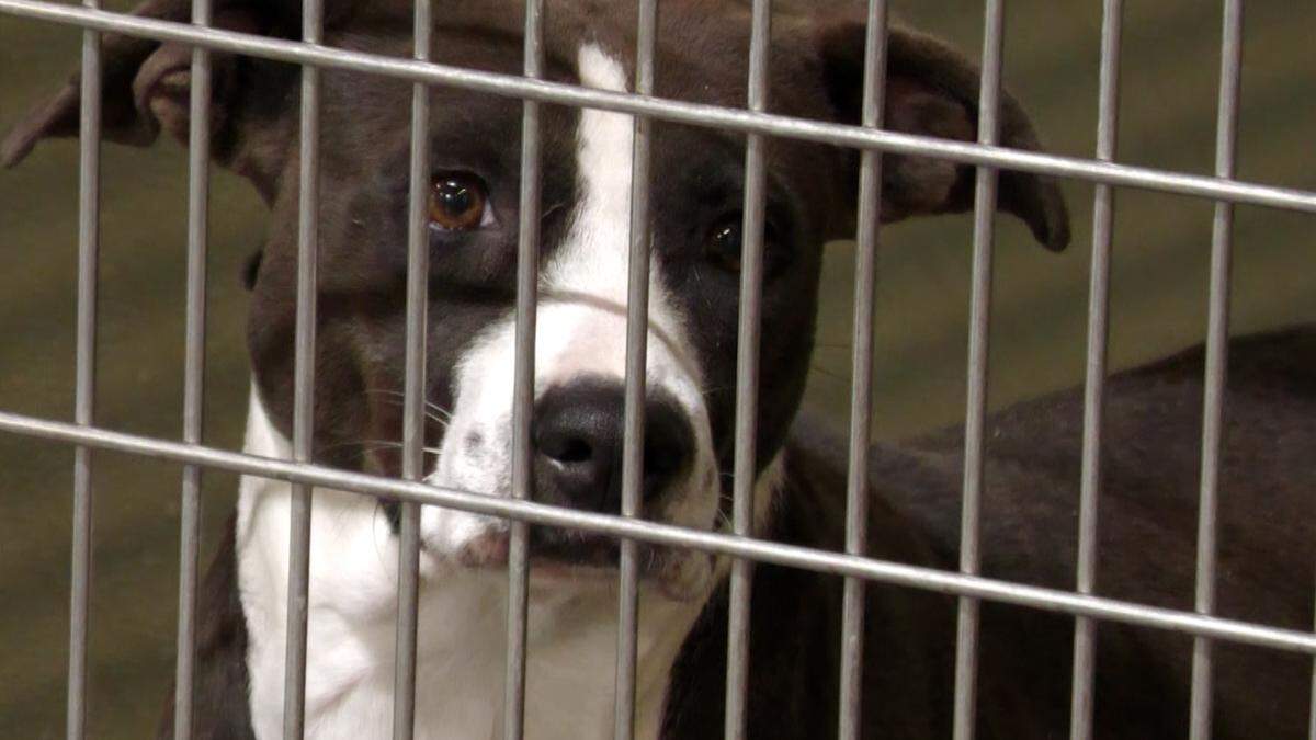 The Jackson County Animal Shelter, which also oversees animal control for the county, handles a steady flow of abandonment cases each year.