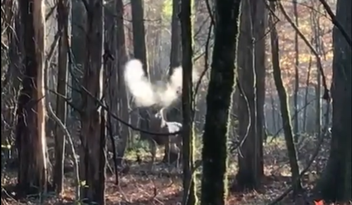 A Mississippi hunter faced a fierce looking buck recently that was not too happy, snorting at him repeatedly in the cold morning air.