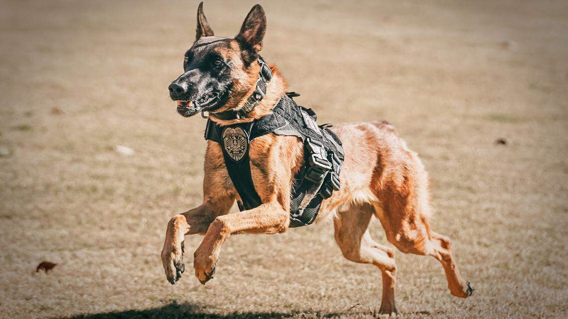 A Cobb County police K9 overheated and later died after it was left in a patrol car during a training exercise, Georgia police said.