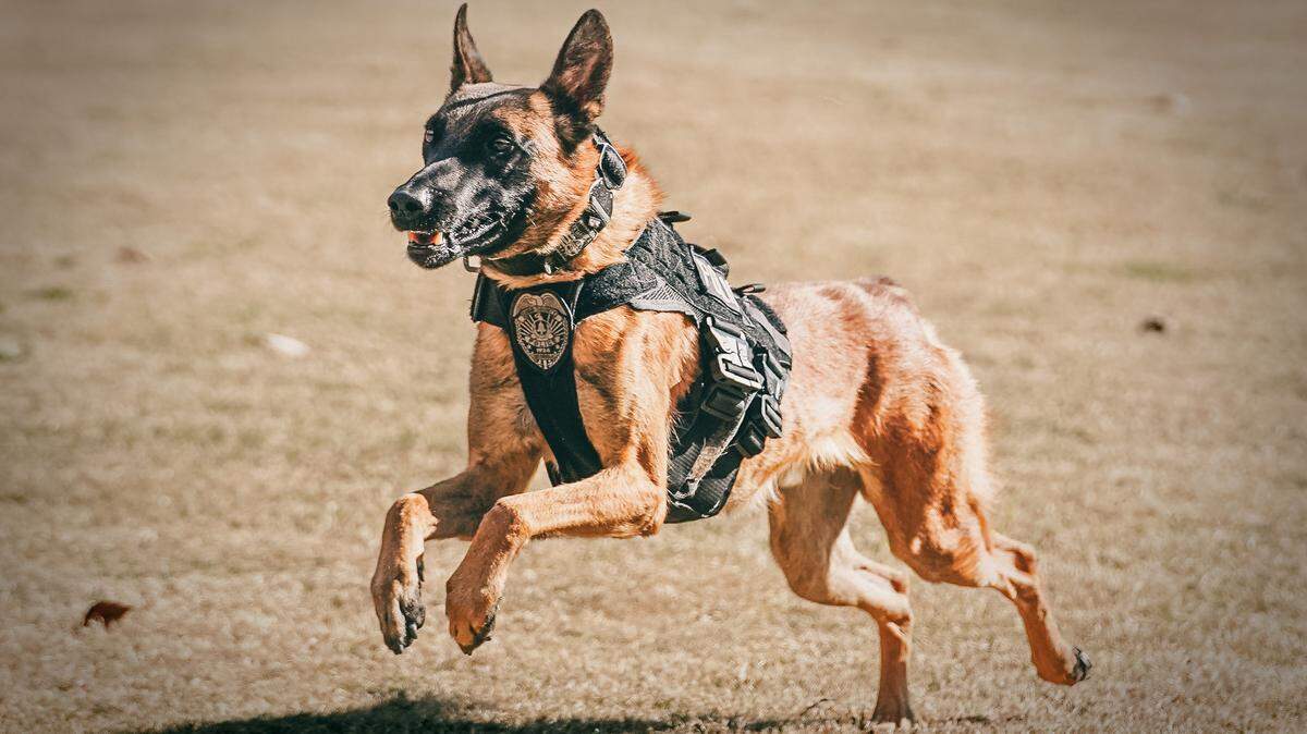 A Cobb County police K9 overheated and later died after it was left in a patrol car during a training exercise, Georgia police said.
