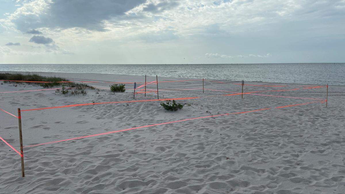 The area around the nest has been taped off to prevent the public and beach equipment from harming the eggs.