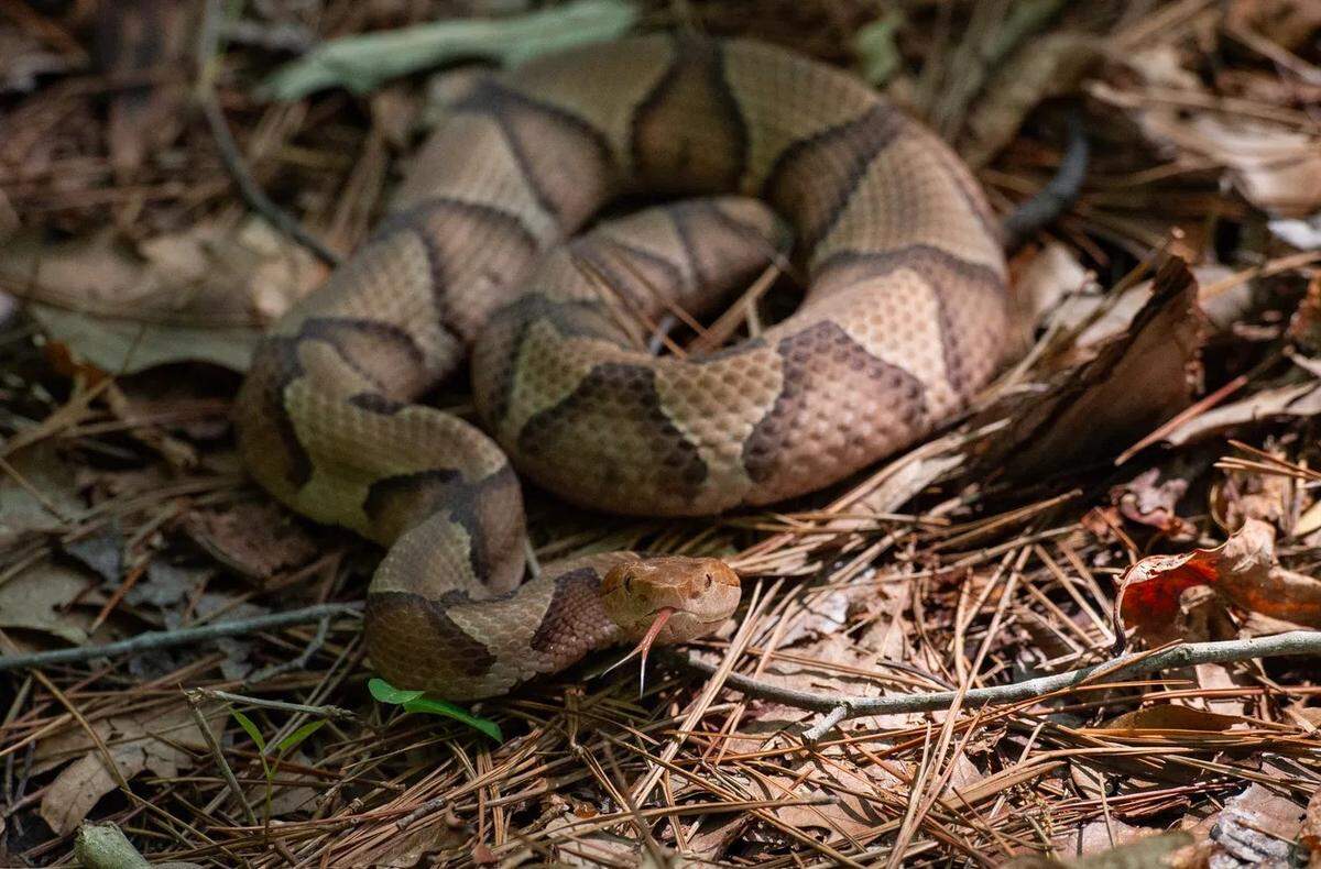 Copperhead snakes can be hard to spot when they hide among dead leaves.