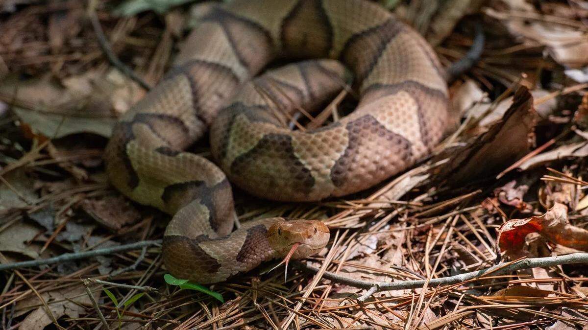 Copperhead snakes can be hard to spot when they hide among dead leaves. But don't count on smelling cucumbers to alert you.