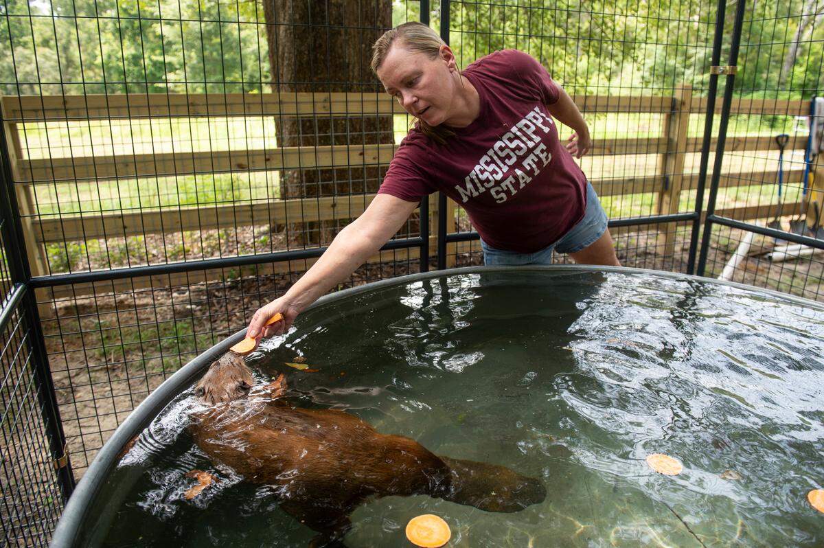 Holley Muraco, a marine mammal scientist and research professor at Mississippi State University, feeds sweet potato slices to a beaver named Tulip, who is being rehabilitated at Muraco’s property on Thursday, Aug. 15, 2024. Tulip currently spends time between two different enclosures: her old enclosure and a newer, larger one with a pool.