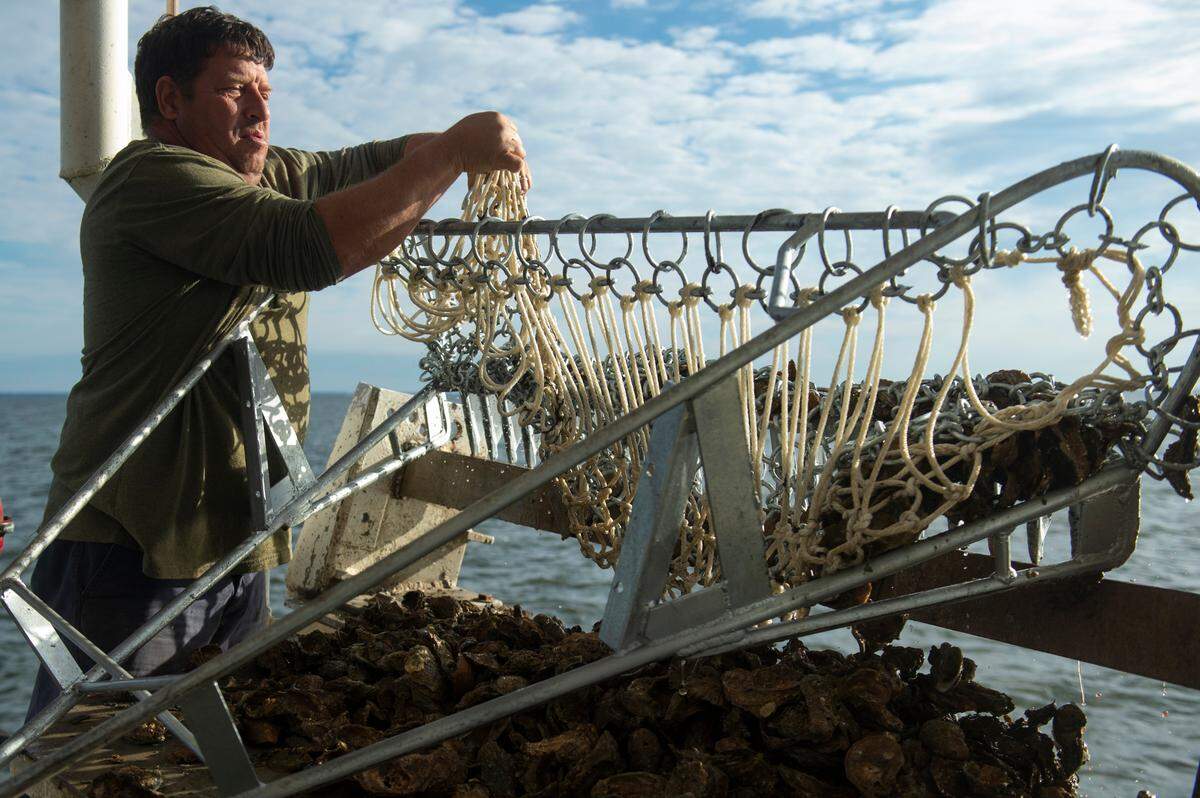 In this file photo, Aaron Tillman, captain of the boat Salty Boy, pulls an oyster dredge from the Mississippi Sound during a research trip to collect samples.
