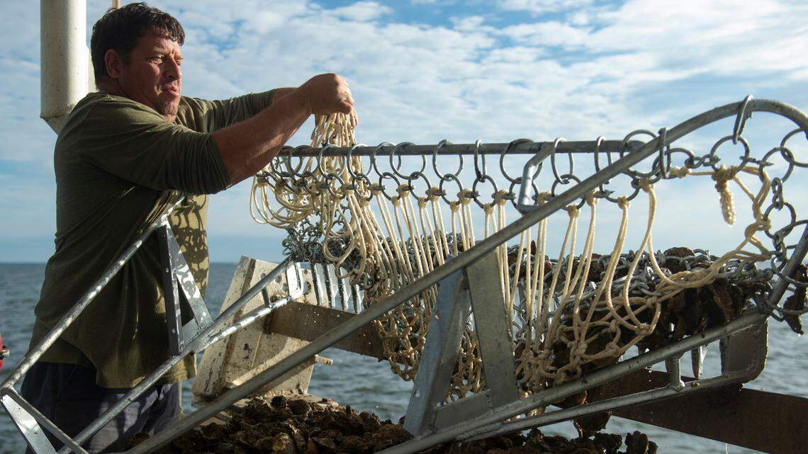 Mississippi has invested millions of dollars to save oysters. They’re disappearing anyway