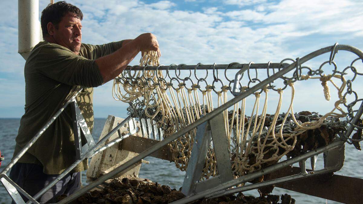 Aaron Tillman, captain of the boat Salty Boy, pulls an oyster dredge from the Mississippi Sound during a research trip to collect samples.