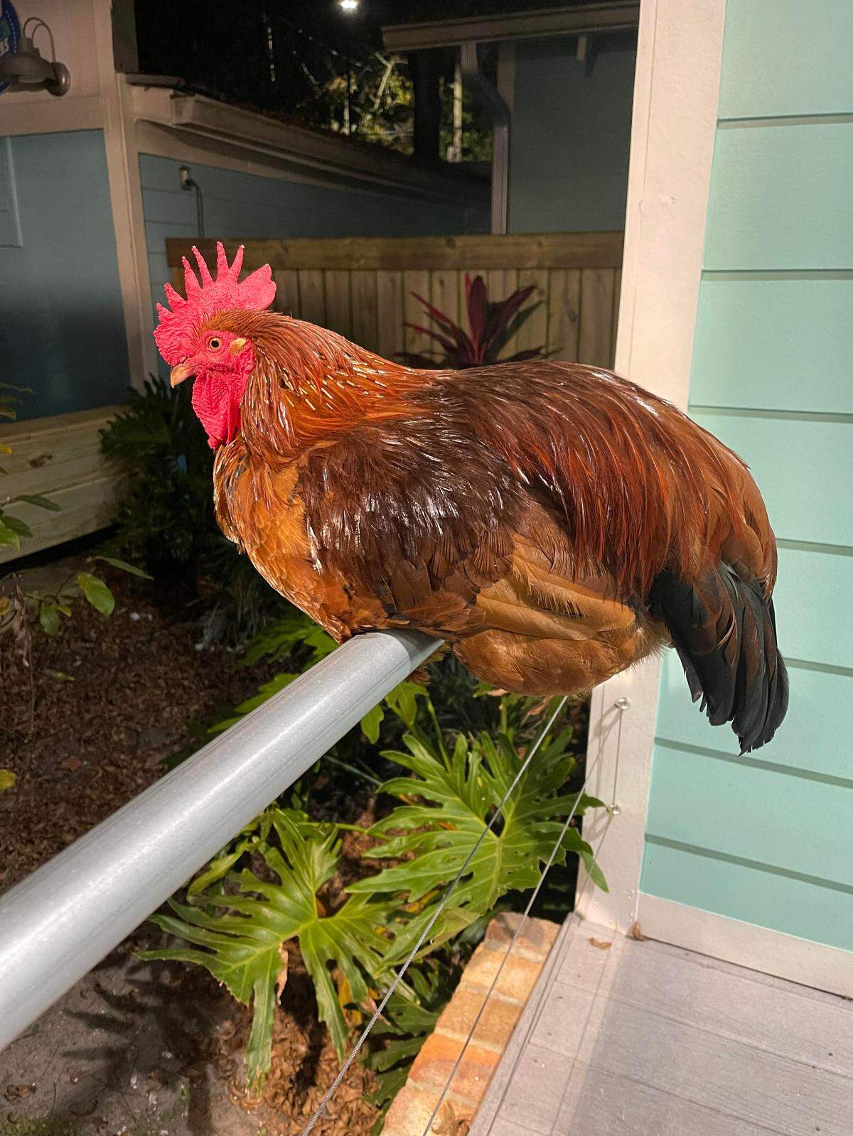 Carl 2.0 is rooster and staple on Government Street in Ocean Springs.