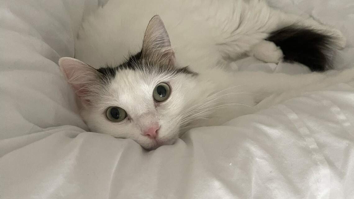 Who’s the cutest cat? See the winner of Sun Herald Cutest Cat on the Coast poll