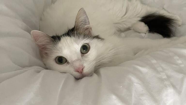 Who’s the cutest cat? See the winner of Sun Herald Cutest Cat on the Coast poll