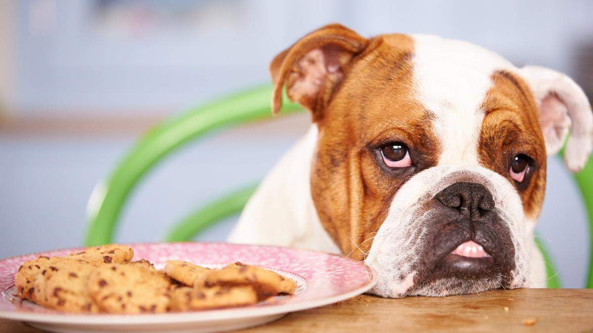 FOTOLIAKeep your pets away from the pie, as well as other desserts and baked goods.