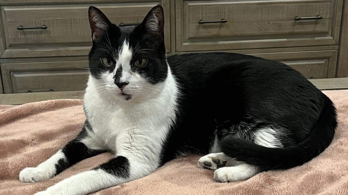 Beau is the Sun Herald senior editor’s little buddy, and is thus ineligible to be crowned as the Coast’s cutest cat. We have 24 other good boys and girls you can vote on, though.