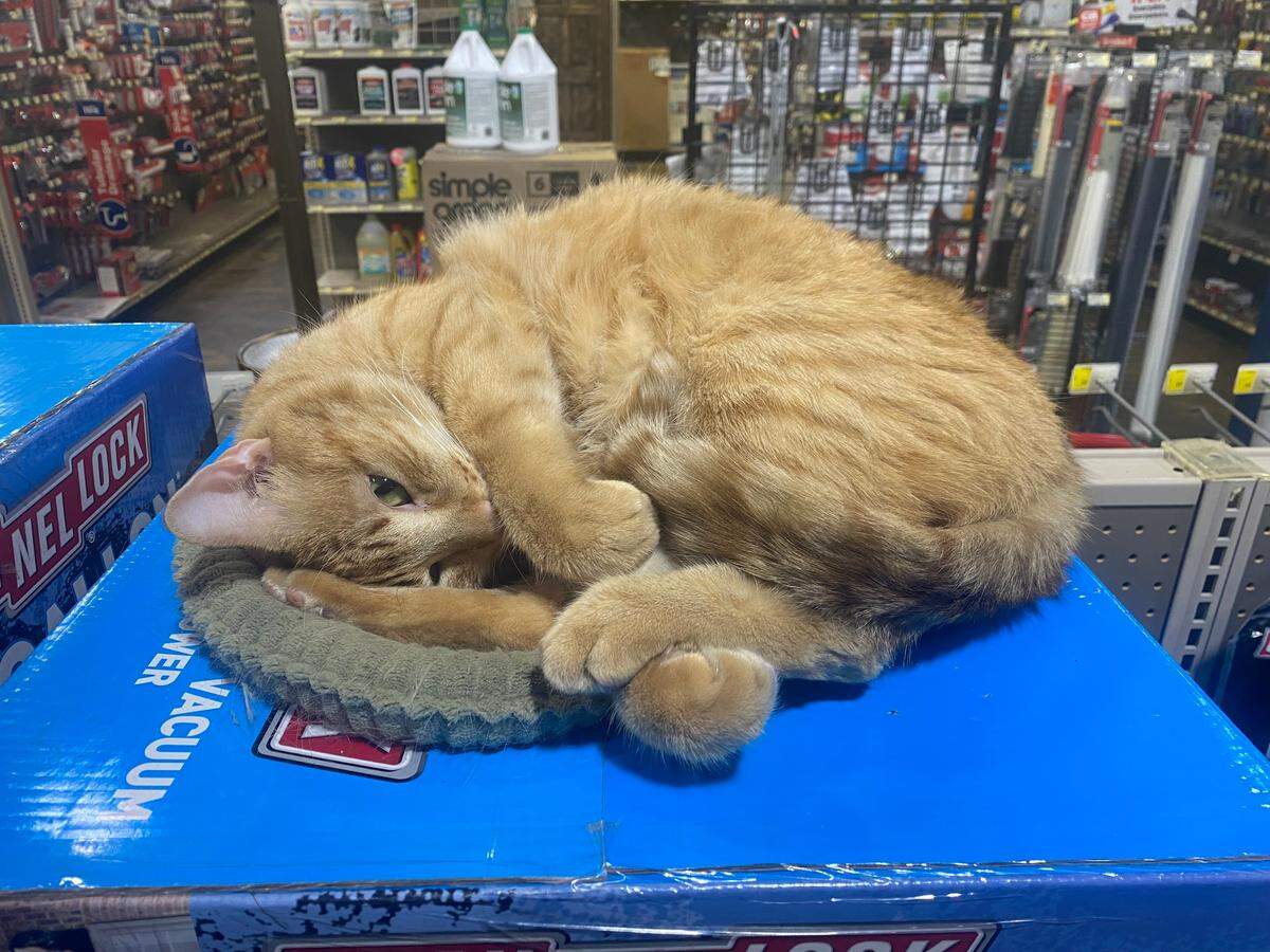 Princess the cat was found under the steps at Coastal Hardware in the Kiln and has been living her best life in the store. She’ll be cozy indoors, but for other strays, Coastal Hardware has donated six rolls of pine straw to the Humane Society of South Mississippi for free cat shelters to be handed out Friday.