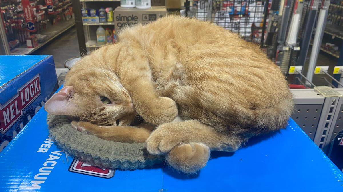 Princess the cat was found under the steps at Coastal Hardware in the Kiln and has been living her best life in the store. She’ll be cozy indoors, but for other strays, Coastal Hardware has donated six rolls of pine straw to the Humane Society of South Mississippi for free cat shelters to be handed out Friday.