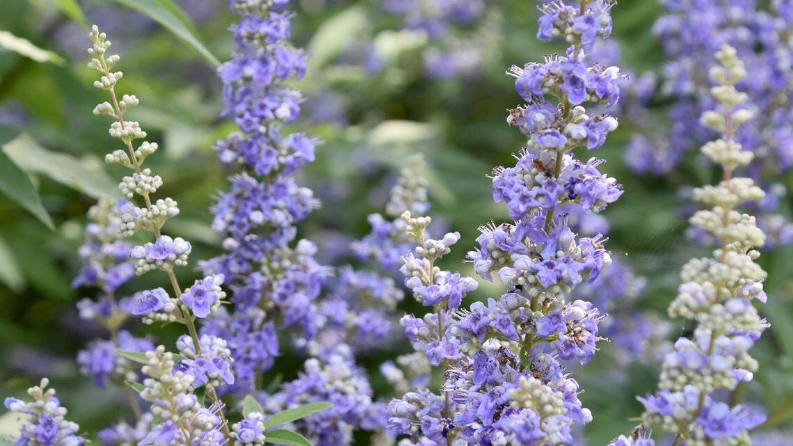 Vitex blooms faithfully each summer in South 