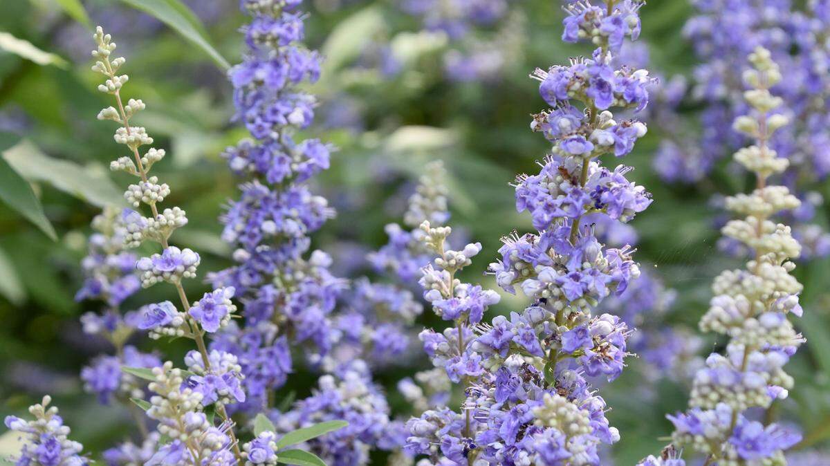 GARY BACHMAN/MISSISSIPPI STATE UNIVERSITY EXTENSIONVitex flower spikes can reach 18 inches long and during the initial flush, the show of flowers may resemble a hazy blue or purplish cloud.