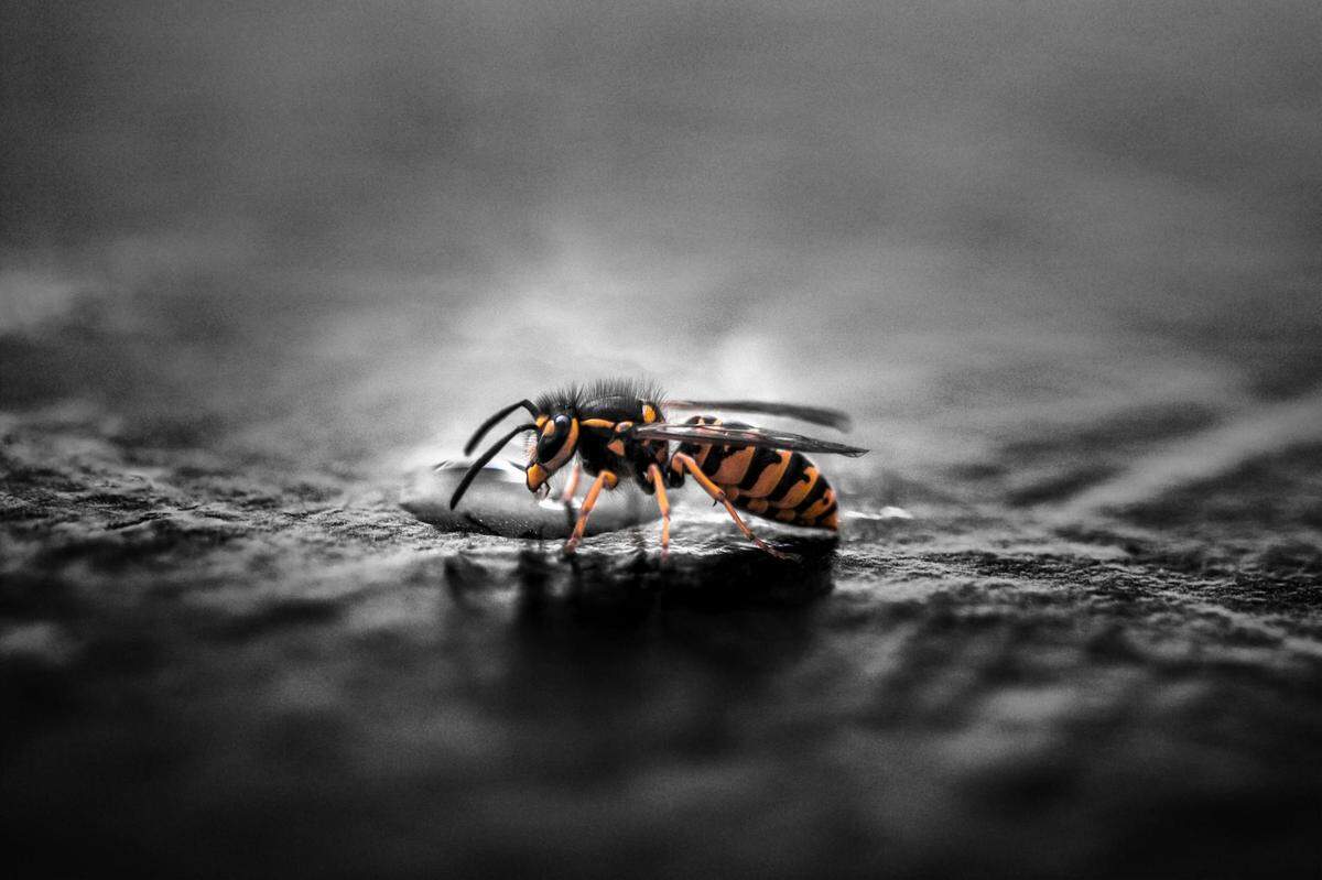 https://www.pexels.com/photo/gravid-yellow-jacket-wasp-closeup-photography-928972/