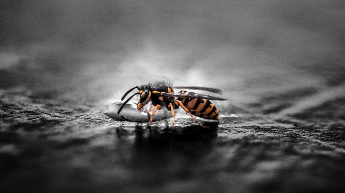 https://www.pexels.com/photo/gravid-yellow-jacket-wasp-closeup-photography-928972/