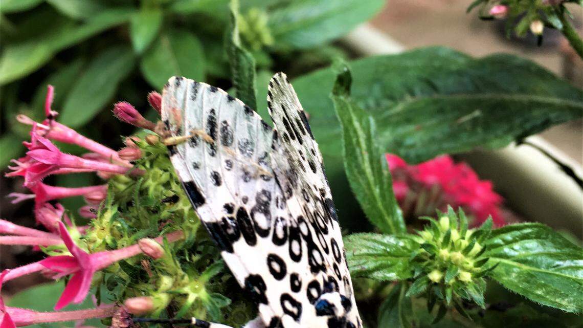 What? Red, white and blue plants?