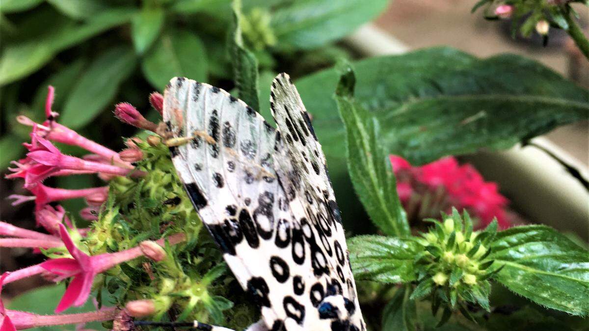 Red, white and blue flowers help color the July Fourth patriotic season, including these red and white pentas (and their unexpected guest, a giant leopard moth) and a blue lace-cap hydrangea.