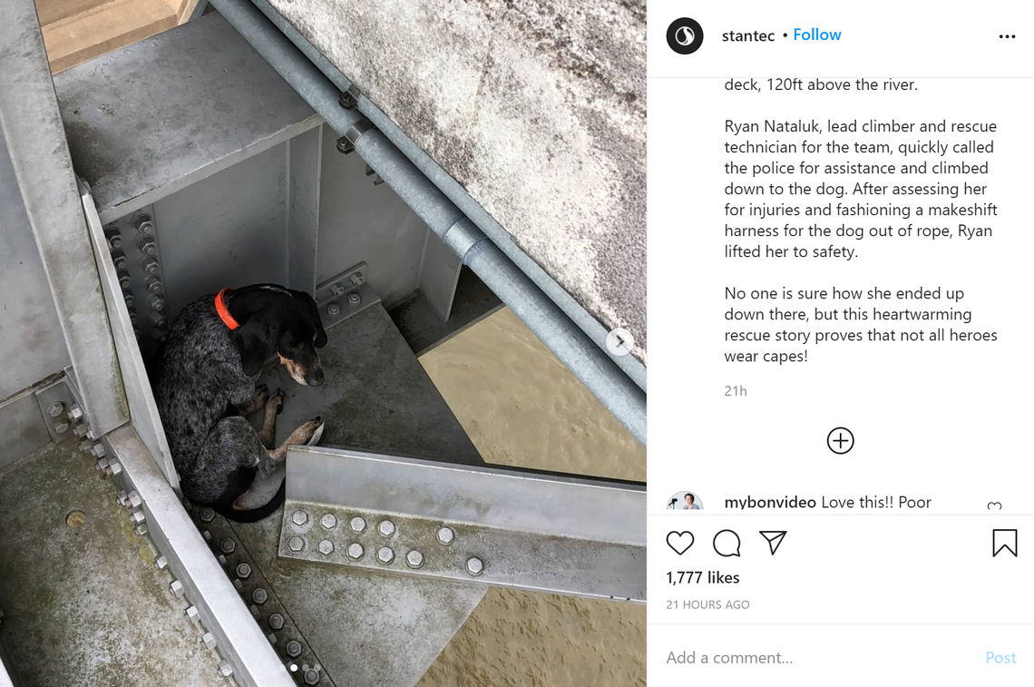 A team of Stantec bridge inspectors found the dog just below the bridge deck of the U.S. Route 84 westbound bridge.