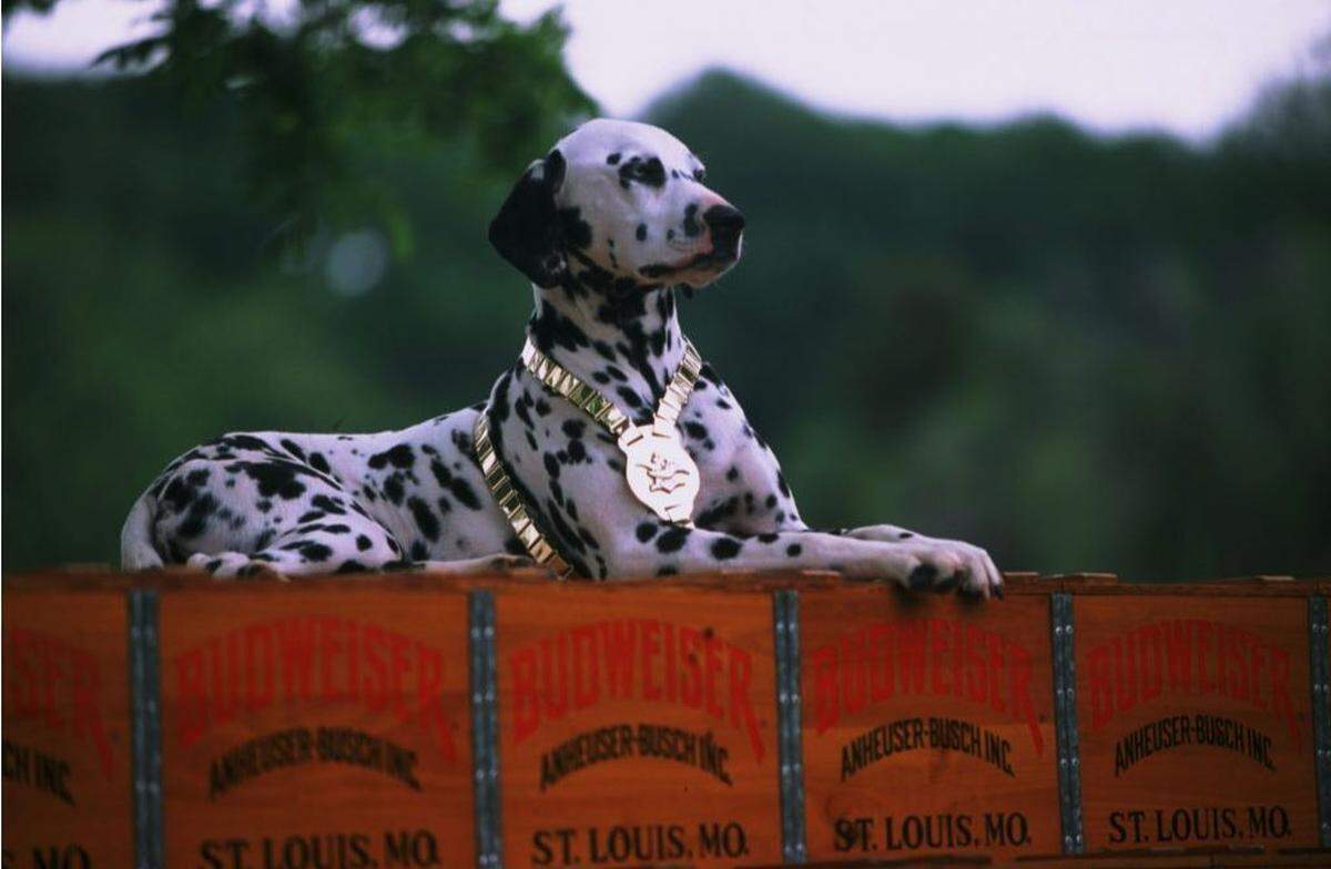 Since the 1950s, Dalmatians have traveled with the Budweiser Clydesdales hitch, perched atop the wagon next to the driver.