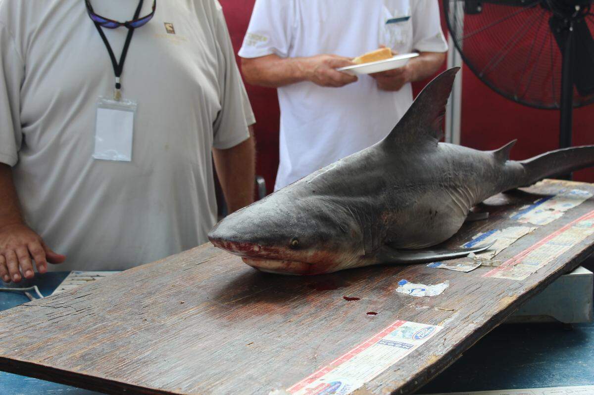 Jerry Hodges and Judy Sanderson arrived at Jones Park Thursday afternoon with a 38.5 pound bull shark after fishing for about eight hours.
