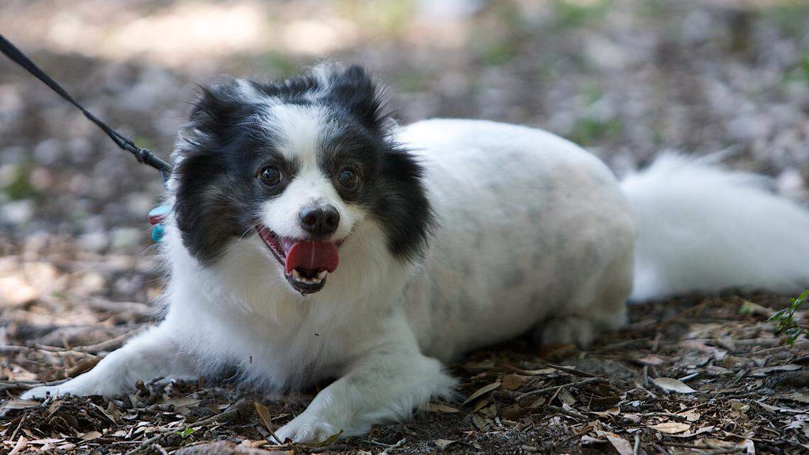 Dogs are so great that humans domesticated them twice 