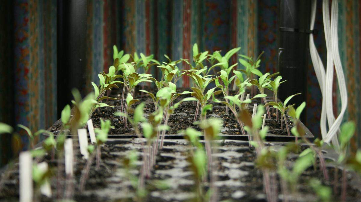 GARY BACHMAN/MISSISSIPPI STATE UNIVERSITY EXTENSIONLate winter is the time to start growing tomatoes from seed if you like to use your own transplants in summer gardens.