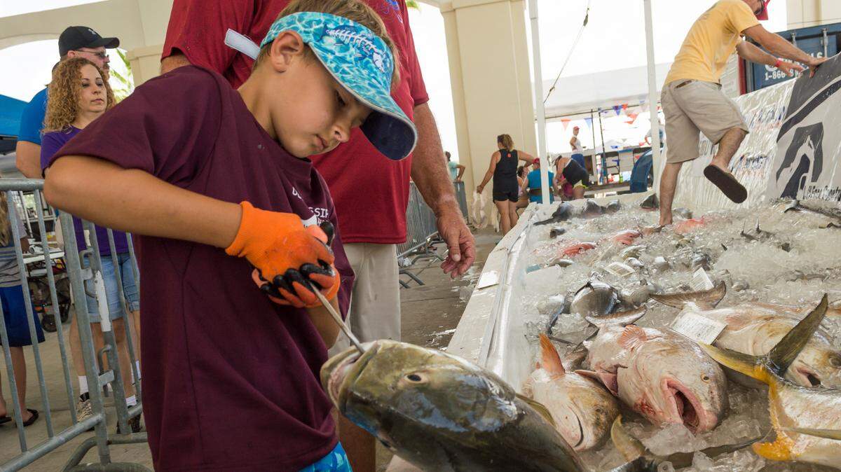 8-year-old Rodi Armes of Pass Christian has been working the fish bin at the at the 71st annual Mississippi Deep Sea Fishing Rodeo since he was 2 years old. The annual event is being held at Barksdale Pavilion in Gulfport.