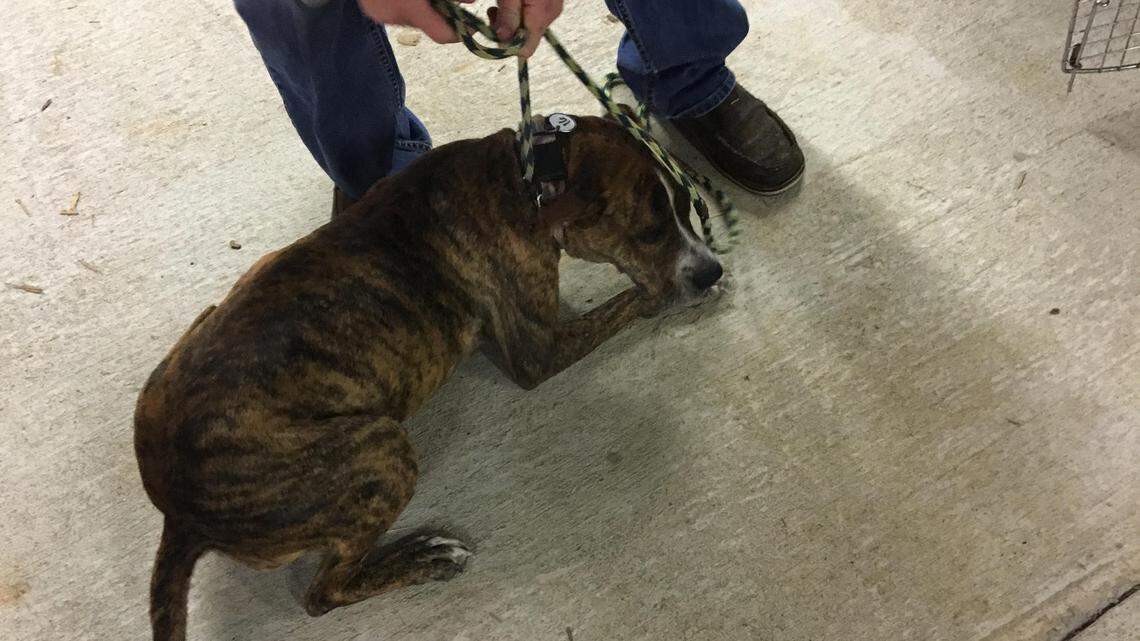 24 injured pit bulls found at George County home, sheriff says. But that’s not all.