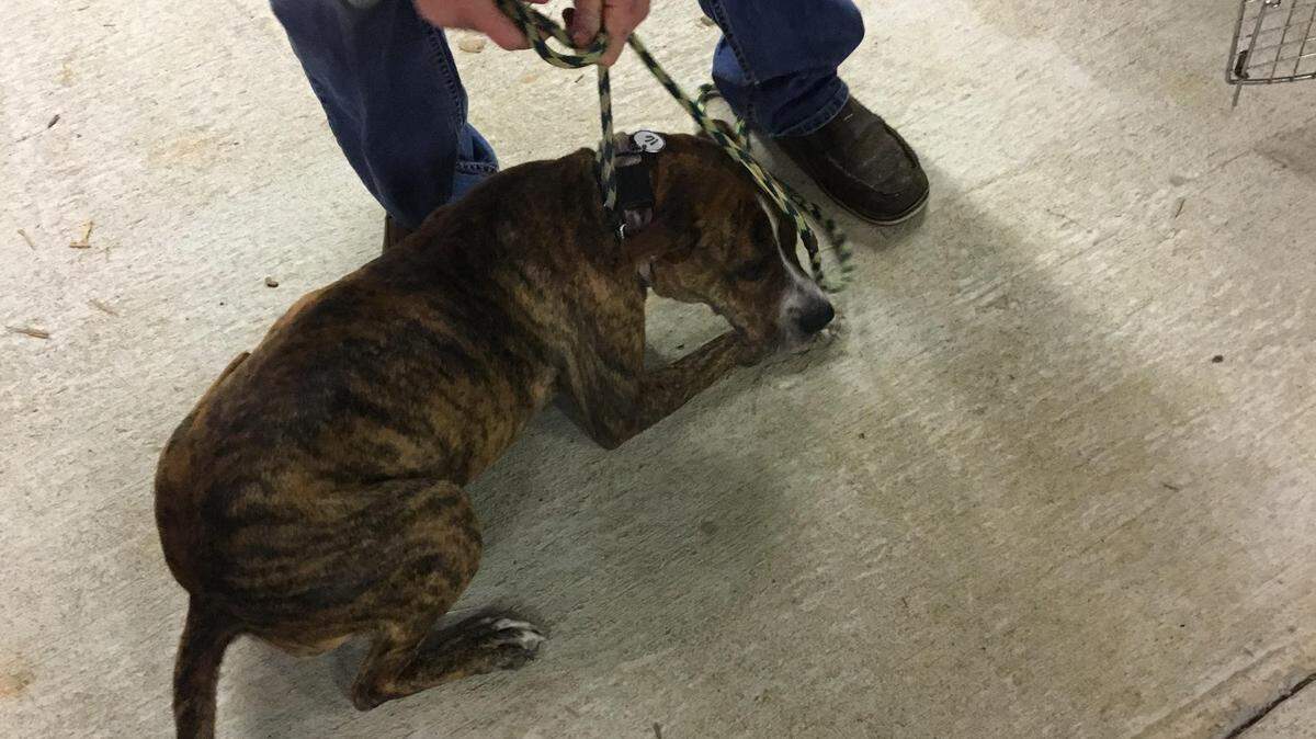 South Mississippi law enforcement say they rescued 24 injured dogs and several chickens from a George County home on Wednesday. Sheriff Keith Havard said they believe the animals were used to fight.