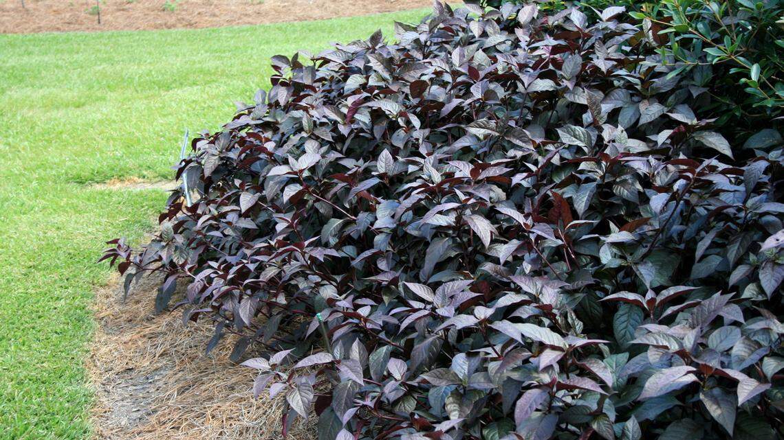 Gary Bachman: Alternanthera is strong summer garden choice 