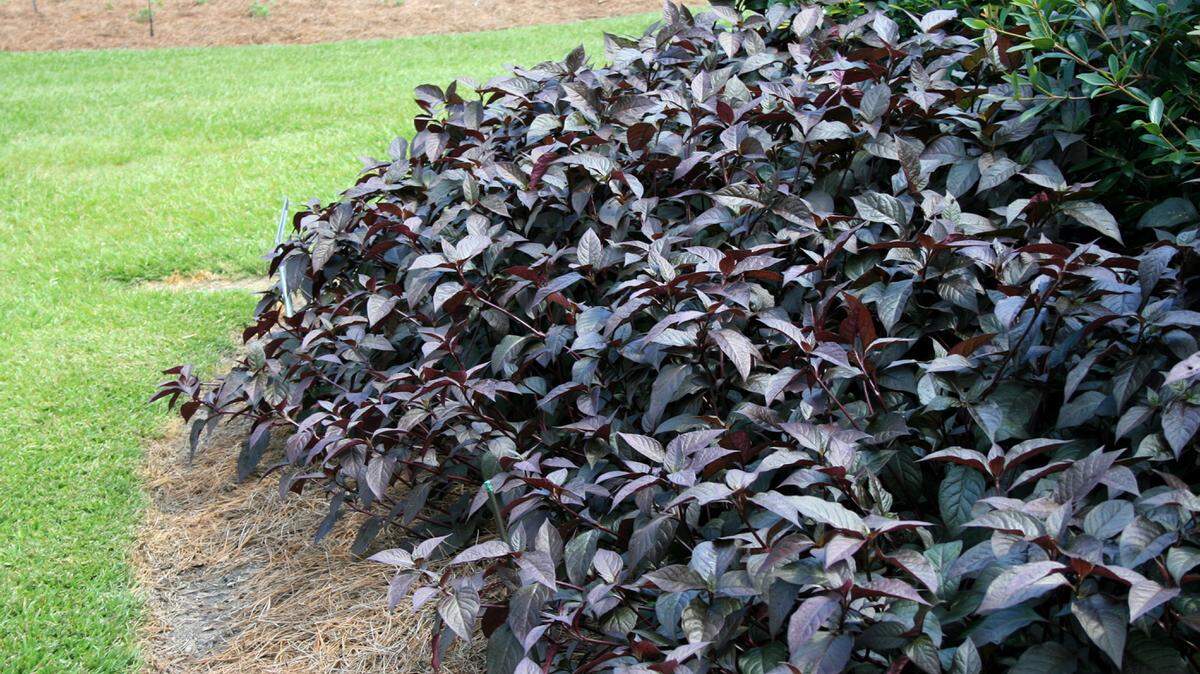 GARY BACHMAN/MISSISSIPPI STATE UNIVERSITY EXTENSIONWith rich soil and consistent moisture, Purple Knight Alternanthera can grow as much as 36 inches tall, making it a landscape-worthy plant.