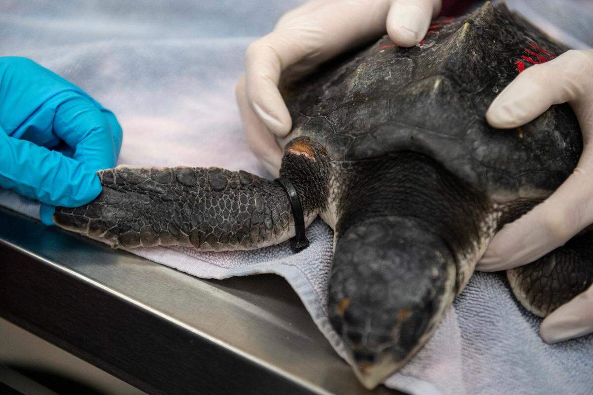 Veterinarians look at a burn mark a Kemp’s Ridley sea turtle suffered from the cold at the Institute for Marine Mammal Studies in Gulfport on Monday, Dec. 20, 2021. The turtle was one of 35 flown to Gulfport after being found cold-stunned in New England.